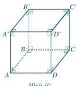 Quan sát hình lập phương ABCD.A'B'C'D' ở Hình 10