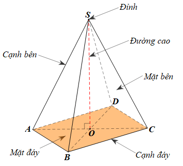 Lý thuyết Toán 8 Chân trời sáng tạo Bài 1: Hình chóp tam giác đều – Hình chóp tứ giác đều