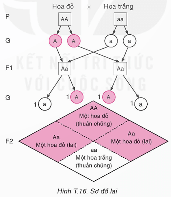 Toán 9 Kết nối tri thức Gene trội trong các thế hệ lai | Giải Toán 9