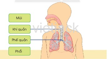 Bài 21: Cơ quan hô hấp