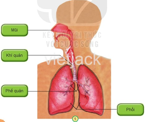 Bài 23: Tìm hiểu cơ quan hô hấp