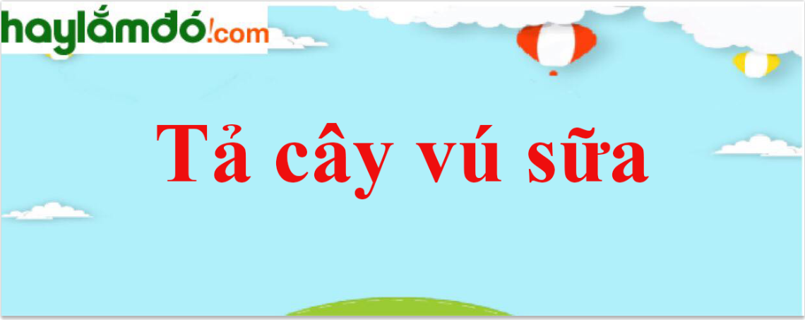 Tả cây vú sữa năm 2024 - Văn mẫu lớp 4