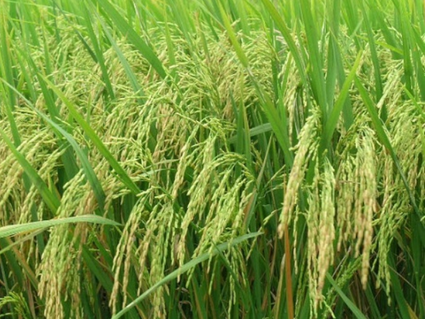 Thuyết minh cây lúa Việt Nam