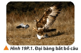 Trong không trung, một con chim đại bàng nặng 1,8 kg bay đến bắt một con chim bồ câu