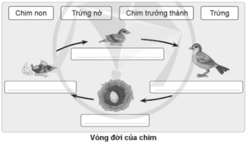 Vở bài tập Khoa học lớp 5 Bài 11: Vòng đời của động vật đẻ trứng và động vật đẻ con | Cánh diều