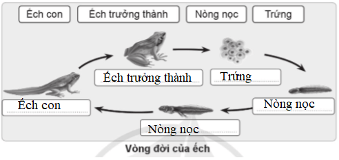 Vở bài tập Khoa học lớp 5 Bài 11: Vòng đời của động vật đẻ trứng và động vật đẻ con | Cánh diều