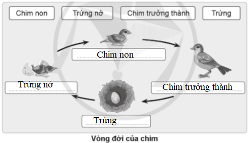 Vở bài tập Khoa học lớp 5 Bài 11: Vòng đời của động vật đẻ trứng và động vật đẻ con | Cánh diều