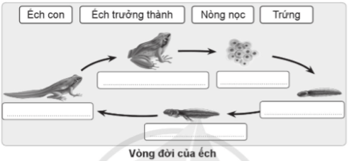 Vở bài tập Khoa học lớp 5 Bài 11: Vòng đời của động vật đẻ trứng và động vật đẻ con | Cánh diều