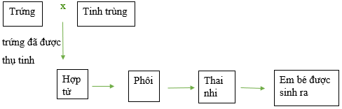 Vở bài tập Khoa học lớp 5 Bài 15: Sự sinh sản ở người | Cánh diều