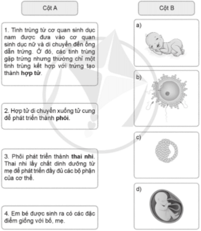 Vở bài tập Khoa học lớp 5 Bài 15: Sự sinh sản ở người | Cánh diều