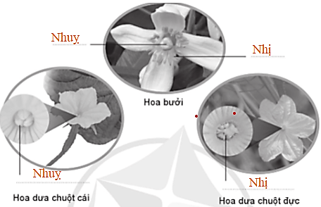 Vở bài tập Khoa học lớp 5 Bài 8: Sự sinh sản của thực vật có hoa | Cánh diều