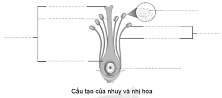 Vở bài tập Khoa học lớp 5 Bài 8: Sự sinh sản của thực vật có hoa | Cánh diều