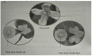 Vở bài tập Khoa học lớp 5 Bài 8: Sự sinh sản của thực vật có hoa | Cánh diều