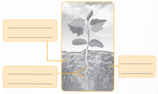 Vở bài tập Khoa học lớp 5 Bài 1: Thành phần và vai trò của đất | Chân trời sáng tạo