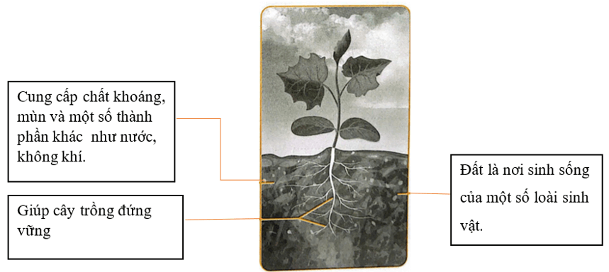 Vở bài tập Khoa học lớp 5 Bài 1: Thành phần và vai trò của đất | Chân trời sáng tạo