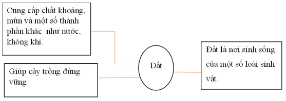 Vở bài tập Khoa học lớp 5 Bài 1: Thành phần và vai trò của đất | Chân trời sáng tạo