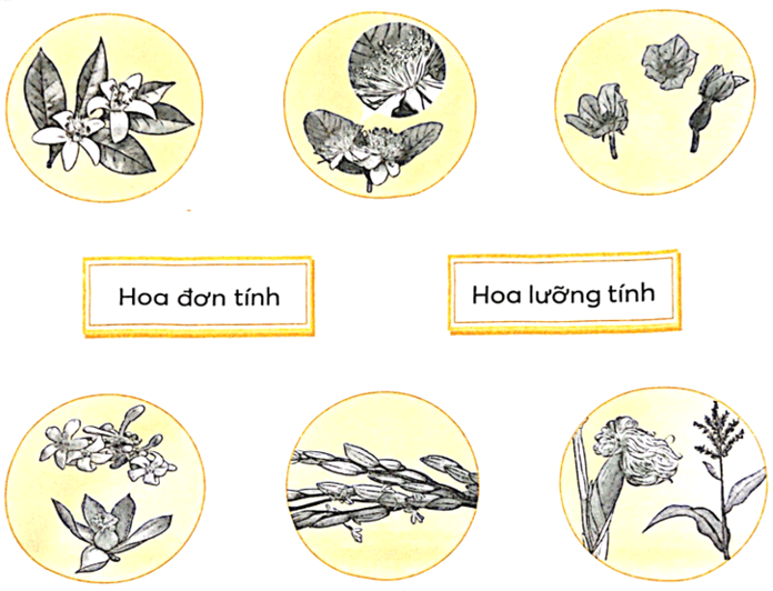 Vở bài tập Khoa học lớp 5 Bài 13: Sự sinh sản của thực vật có hoa | Chân trời sáng tạo 