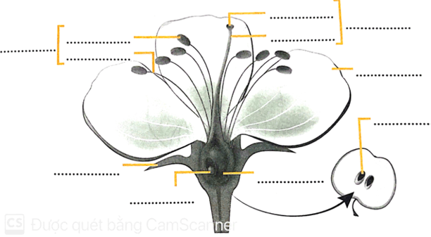 Vở bài tập Khoa học lớp 5 Bài 13: Sự sinh sản của thực vật có hoa | Chân trời sáng tạo 
