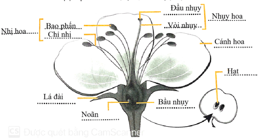 Vở bài tập Khoa học lớp 5 Bài 13: Sự sinh sản của thực vật có hoa | Chân trời sáng tạo 