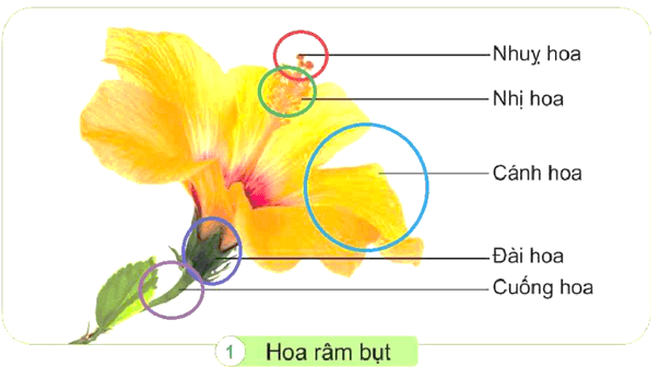 Vở bài tập Khoa học lớp 5 Bài 13: Sự sinh sản của thực vật có hoa | Chân trời sáng tạo 