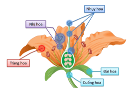 Vở bài tập Khoa học lớp 5 Bài 13: Sự sinh sản của thực vật có hoa | Chân trời sáng tạo 