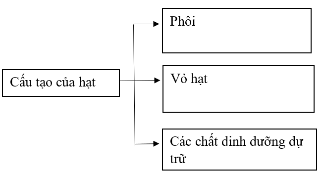 Vở bài tập Khoa học lớp 5 Bài 14: Sự lớn lên và phát triển của thực vật | Chân trời sáng tạo 