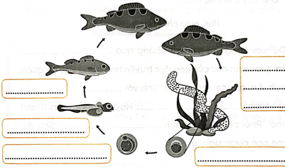 Vở bài tập Khoa học lớp 5 Bài 15: Sự sinh sản của động vật | Chân trời sáng tạo 