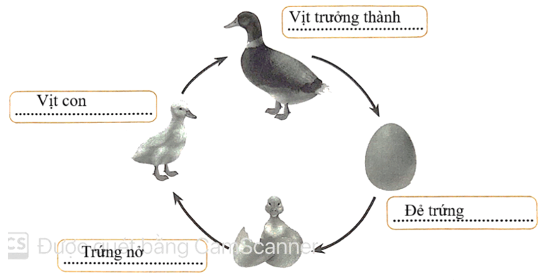 Vở bài tập Khoa học lớp 5 Bài 16: Sự lớn lên và phát triển của động vật | Chân trời sáng tạo 