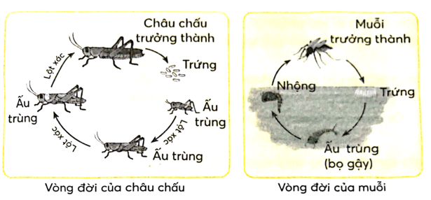 Vở bài tập Khoa học lớp 5 Bài 16: Sự lớn lên và phát triển của động vật | Chân trời sáng tạo 