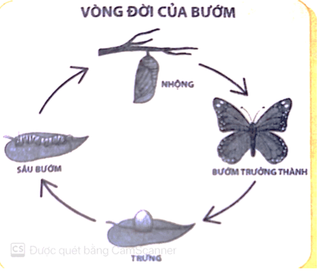 Vở bài tập Khoa học lớp 5 Bài 17: Ôn tập chủ đề Thực vật và động vật | Chân trời sáng tạo 