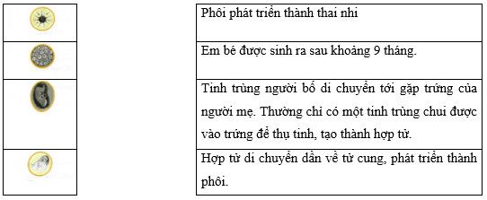Vở bài tập Khoa học lớp 5 Bài 23: Sự sinh sản ở người | Chân trời sáng tạo 