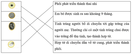 Vở bài tập Khoa học lớp 5 Bài 23: Sự sinh sản ở người | Chân trời sáng tạo 