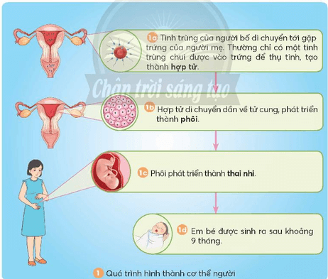 Vở bài tập Khoa học lớp 5 Bài 23: Sự sinh sản ở người | Chân trời sáng tạo 