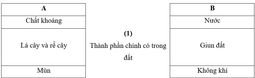 Vở bài tập Khoa học lớp 5 Bài 1: Thành phần và vai trò của đất đối với cây trồng | Kết nối tri thức