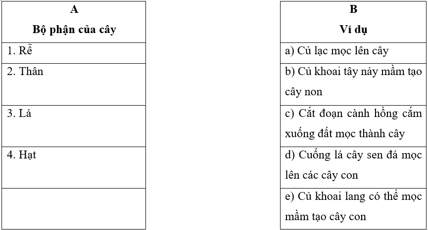 Vở bài tập Khoa học lớp 5 Bài 14: Sự phát triển của cây con | Kết nối tri thức