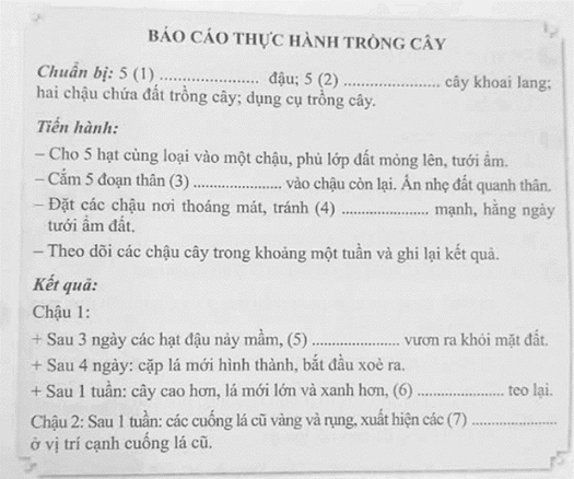 Vở bài tập Khoa học lớp 5 Bài 14: Sự phát triển của cây con | Kết nối tri thức