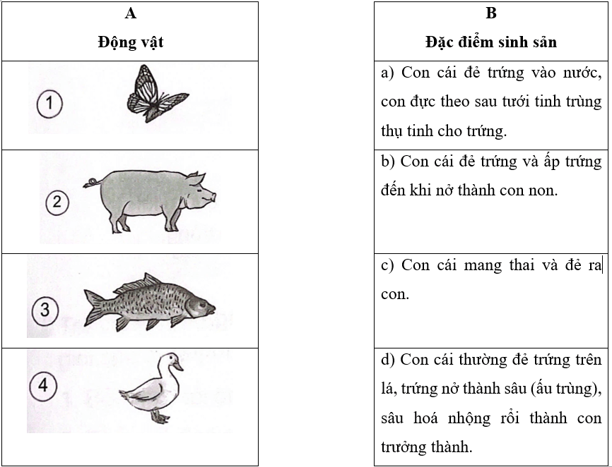 Vở bài tập Khoa học lớp 5 Bài 15: Sinh sản của động vật | Kết nối tri thức