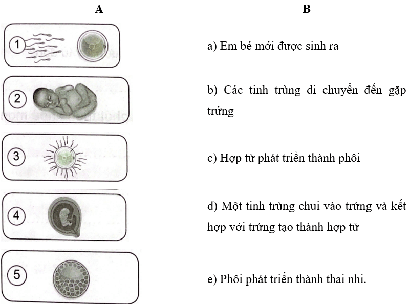 Vở bài tập Khoa học lớp 5 Bài 22: Sự hình thành cơ thể người | Kết nối tri thức