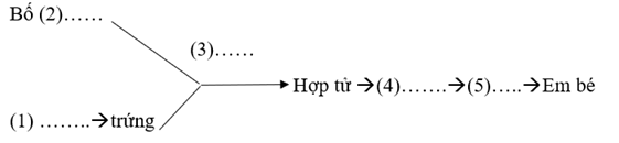 Vở bài tập Khoa học lớp 5 Bài 22: Sự hình thành cơ thể người | Kết nối tri thức