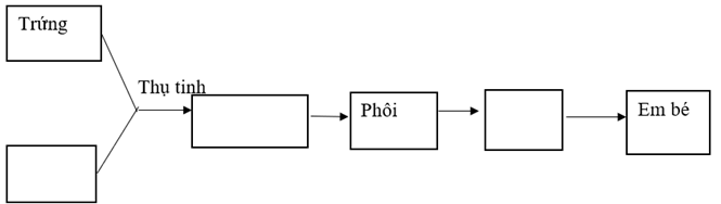 Vở bài tập Khoa học lớp 5 Bài 27: Ôn tập chủ đề Con người và sức khoẻ | Kết nối tri thức