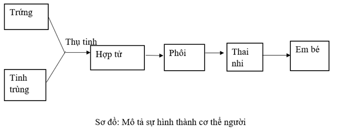 Vở bài tập Khoa học lớp 5 Bài 27: Ôn tập chủ đề Con người và sức khoẻ | Kết nối tri thức