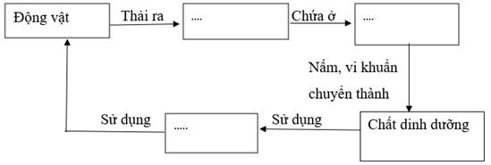 Vở bài tập Khoa học lớp 5 Bài 28: Chức năng của môi trường đối với sinh vật | Kết nối tri thức