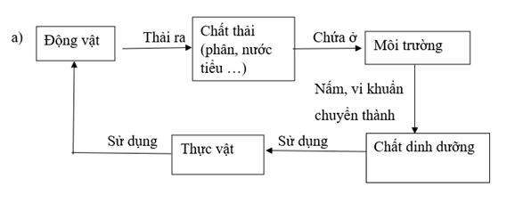 Vở bài tập Khoa học lớp 5 Bài 28: Chức năng của môi trường đối với sinh vật | Kết nối tri thức