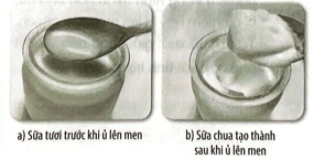 Vở bài tập Khoa học lớp 5 Bài 5: Sự biến đổi hoá học của chất | Kết nối tri thức