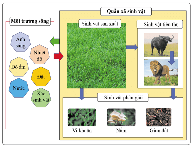 Lấy ví dụ một hệ sinh thái và vẽ sơ đồ thể hiện các thành phần cấu trúc của hệ sinh thái đó