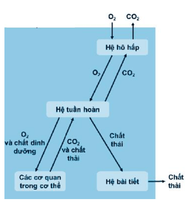 Sơ đồ thể hiện mối liên quan giữa hệ tuần hoàn hệ hô hấp