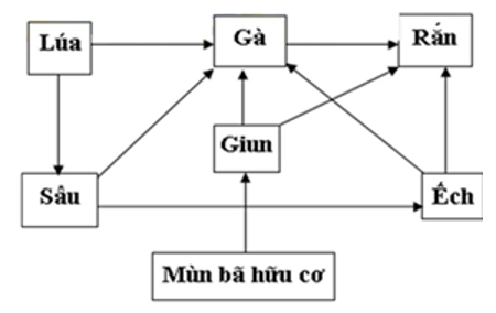 Lưới thức ăn có thể có trên một cánh đồng hoặc một ao