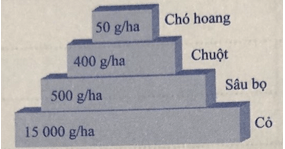 Tên của ba loại tháp trong hình 41.5 là