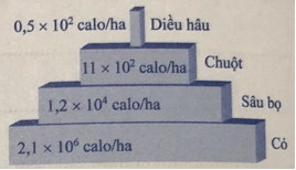 Tên của ba loại tháp trong hình 41.5 là