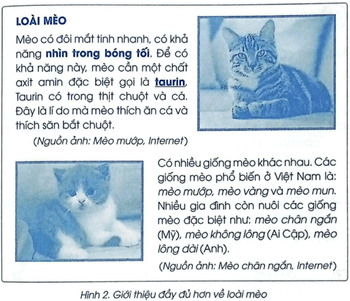 Vở bài tập Tin học lớp 5 Bài 5: Thực hành tổng hợp soạn thảo văn bản | Cánh diều